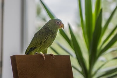 10 mejores loros para apartamentos (y por qué!)