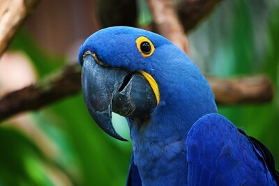 10 tipos de loros azules (con imágenes)