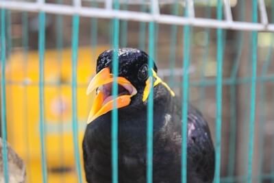 14 tipos diferentes de pájaros parlantes (con fotos)