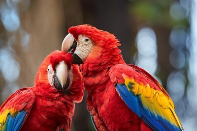 17 tipos de loros rojos (con imágenes + descripciones)