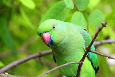 25 tipos diferentes de loros verdes (con imágenes)