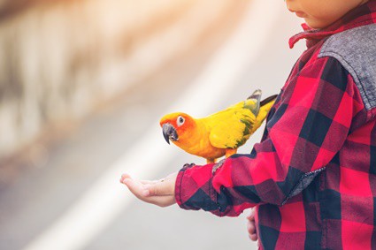 25 menschliche Lebensmittel, die Papageien nicht essen sollten (und warum!)