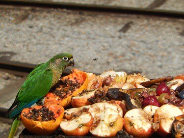 27 frutas Los loros pueden comer (y por qué!)