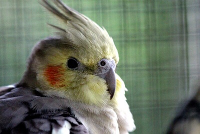 5 Posiciones de Cockatiel Crest (y lo que significan!)