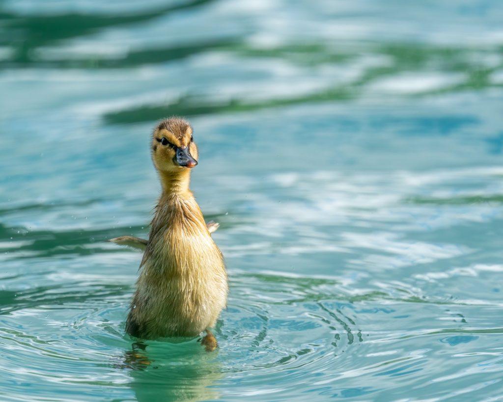 5 Möglichkeiten, Ihren Vogel sauber und glücklich zu halten