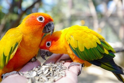 7 tipos de loros amarillos (con imágenes)