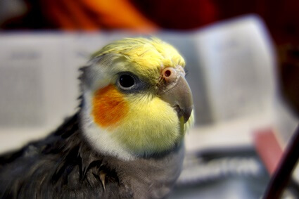 Eine vollständige Anleitung zur Cockatiel Nostril Care