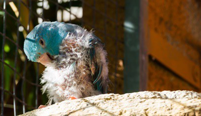 Una guía para la tiña en loros (dermatoftosis en aves)