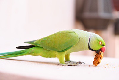 Son las galletas buenas para loros?