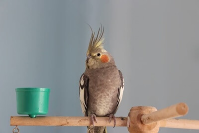 ¿Son las cacatúas buenos habladores?? (Número de palabras + claridad de voz)