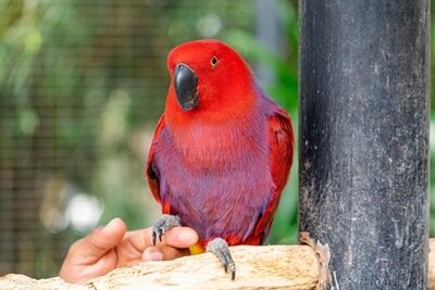 ¿Son los loros de Eclectus buenos habladores??