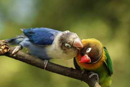 Sind Lovebirds leicht zu züchten? (Werbung + Paarung)