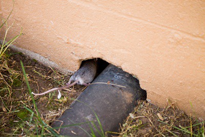 Son ratones peligrosos para loros?