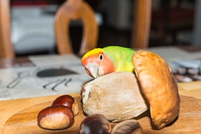 Son los hongos seguros para loros? (Cocinado vs. Crudo)