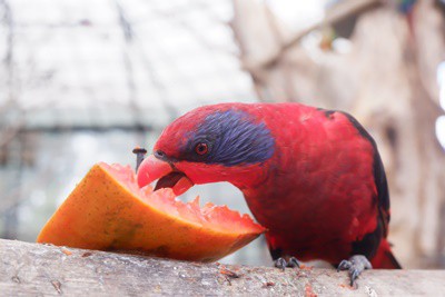 ¿Se les permite los loros comer papaya??