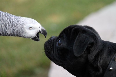 ¿Son los loros tan inteligentes como los perros?? (Parrot vs. Inteligencia canina)