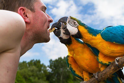 Son loros mascotas peligrosas? (Riesgos de propiedad de aves)