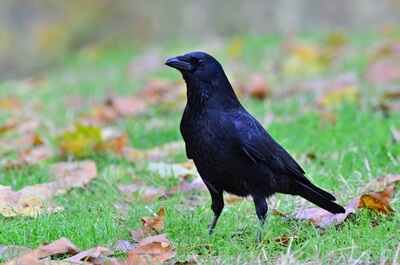 Son loros o cuervos más inteligentes?