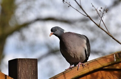 Son palomas más inteligentes que los loros?