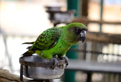 Son los loros de Senegal buenos habladores?