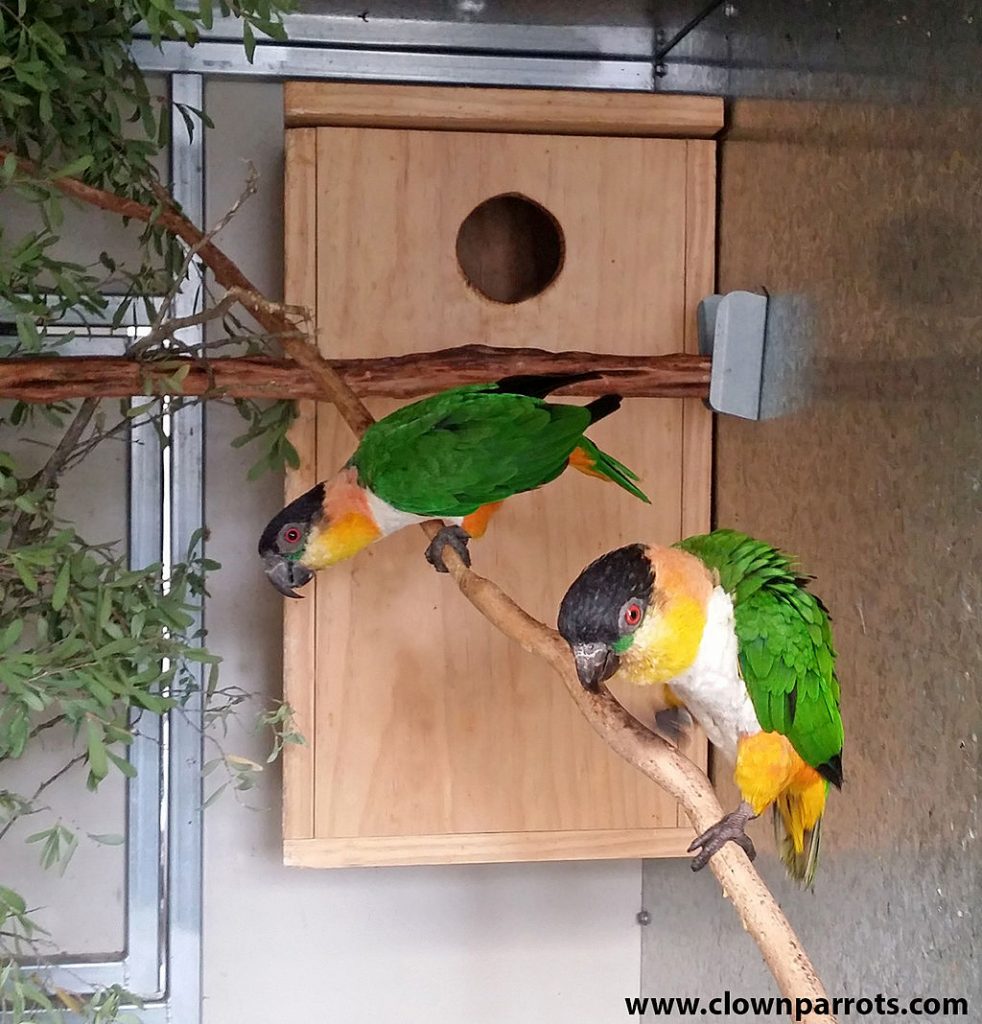 Schwarzköpfiger Caique