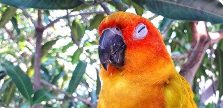 ¿Puede un loro tener pesadillas?? (Terrores nocturnos en pájaros)