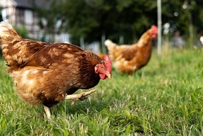 ¿Pueden los pollos propagar la enfermedad a los loros??