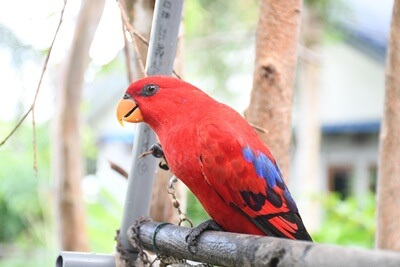 ¿Puedo mantener un loro salvaje como mascota??