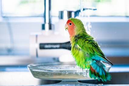 Können Papageien in Wasser ertrinken??