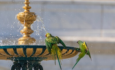 ¿Pueden los loros ahogarse en agua??