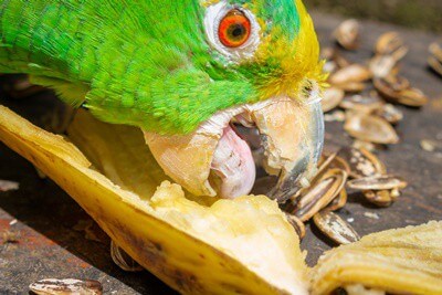 ¿Pueden los loros comer plátanos (y sus cáscaras)?