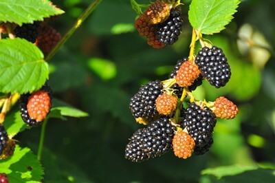 ¿Pueden los loros comer moras de forma segura?