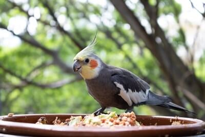 ¿Pueden los loros comer cereal?? (Saludable vs. Marcas poco saludables)