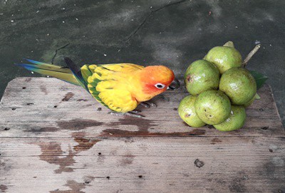 ¿Pueden los loros comer cítricos frutas?? (Ácido cítrico + preocupaciones de seguridad)