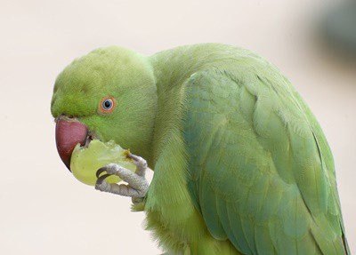 ¿Pueden los loros comer uvas?? (con semillas + cáscaras)