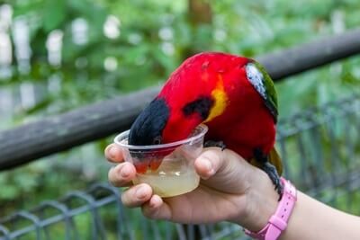 ¿Pueden los loros comer miel?? (Seguro vs. Tipos inseguros)