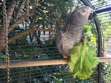 ¿Pueden los loros comer lechuga?? (Buen VS. Malas variedades)