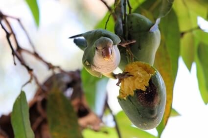 Können Papageien Mango essen?? (Entfernen Sie zuerst die Grube!)