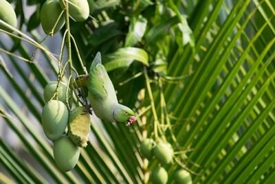 ¿Pueden los loros comer mango?? (Retire el pozo primero!)