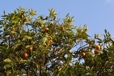 ¿Pueden los loros comer naranjas?? (Peel + Pip Safety)