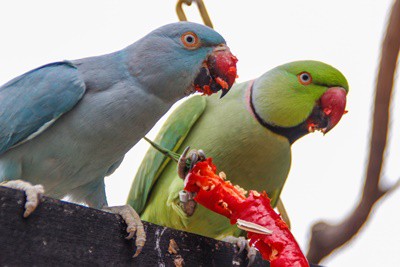 ¿Pueden los loros comer pimientos?? (Rojo, verde, naranja, amarillo)