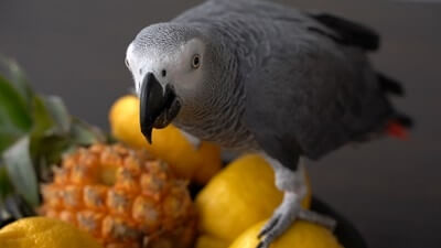 ¿Pueden los loros comer piña?? (¿Qué partes son comestibles??)