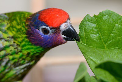 ¿Pueden los loros comer espinacas?? (Peligros de oxalatos)