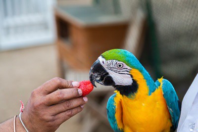 ¿Pueden los loros comer fresas??