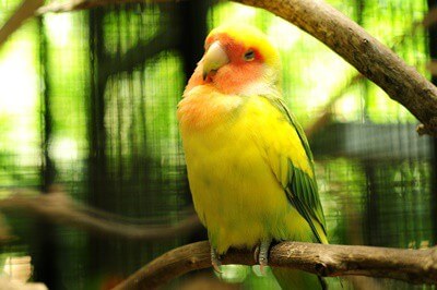 ¿Pueden los loros engordar?? Cómo saber si un pájaro tiene sobrepeso!