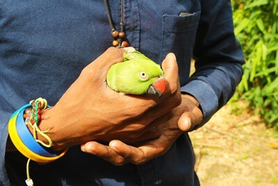 ¿Puedes liberar un loro en la naturaleza?? (Liberando pájaros mascotas)