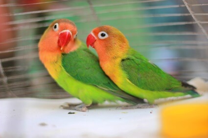 Verschiedene Arten von Fischer -Lovebirds (Genetics + Mutationen)