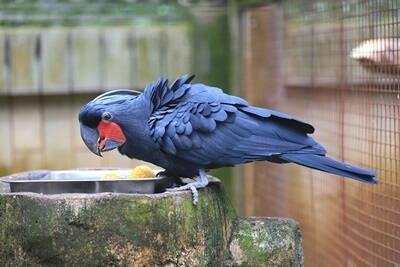 ¿Cockatos de palma negra son buenas mascotas??