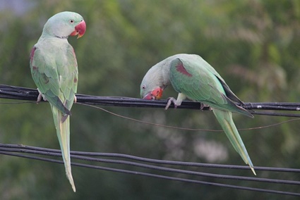 Bei indischen Ringneck -Papageien beißen hart? (Bite Force psi)