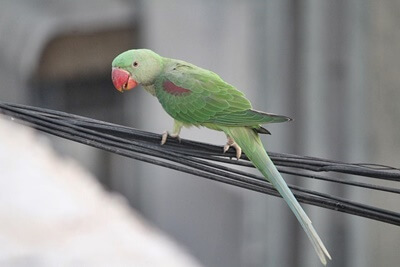 ¿Muerde duro los loros indios de ringneck? (Psi de fuerza de mordedura)